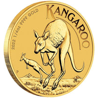 Australian Kangaroo 1/4oz .9999 Gold Bullion Coin - 2022 The Perth Mint - Great White Bullion
